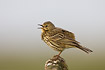 Meadow Pipit calling from fence post