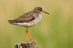 Redshank on fence post