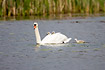 Mute Swan with two young on back and one swimming in tow