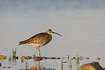 Whimbrel standing at waterline
