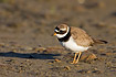 Ringed Plover with long shadow
