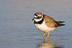 Ringed Plover making circles in the water
