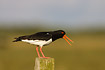 Oystercatcher calling from fence post