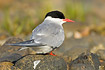 Arctic Tern on stone with bird dropping