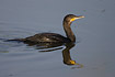 Young Cormorant swimming with reflection in water