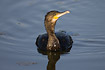 Swimming young Cormorant seen from front