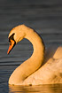 Portrait of Mute Swan in warm morning light