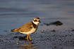 Young Ringed Plover on mudflat