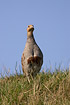 Grey Partridge on top of dike with blue sky as background