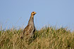 Photo ofGrey Partridge (Perdix perdix). Photographer: 