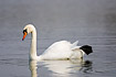 Mute Swan with one foot lifted almost sleeping while swimming