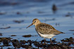 Young Dunlin foraging amomngst seaweed at waterline