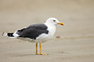 Adult Lesser Black-backed Gull on the beach