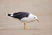 Adult Lesser Black-backed Gull on the beach