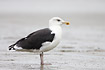 Great Black-backed Gull on the beach on a grey day