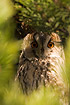 Long-eared Owl looking out from day-resting place