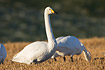 Whooper Swan in stubble field