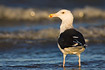 Great Black-backed Gull in the surf