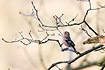 Singing Chaffinch among naked branches