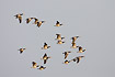 Flock of Barnacle Geese flying
