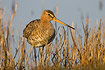 Black-tailed Godwit standing in meadow among dead reed