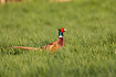 Pheasant in tall grass