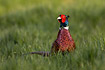 Male Pheasant showing the beautifully patterned chest