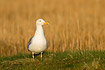 Herring Gull with yellow reed as backdrop