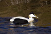 Male Eider swimming fast by