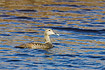 Female Eider swimming in water patterned in blue/brown