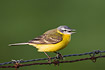 Male Yellow Wagtail on barbed wire