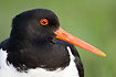 Portrait of Oystercatcher with irregular shaped pupil
