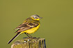 Yellow wagtail on fence post