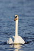 Mute Swan swimming directly towards the photographer