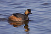Swimming Black-necked Grebe with reflection in water
