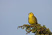 Yellowhammer sitting in top of bush against blue sky