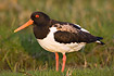 Oystercatcher with atypical brown pattern on back