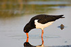 Oystercatcher digging after food with bill