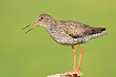 Calling Redshank on fence post