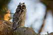 Newly fledged young of Long-eared Owl