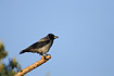 Hooded Crow on branch against a blue sky