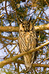 The Long-eared Owl is keeping watch over the young nearby