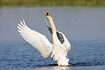 Mute Swan flapping its wings
