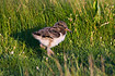 Downy young of Oystercatcher