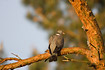 Wood Pigeon on branch in the morning sun