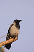 Hooded Crow sitting on tip of branch with blue sky as background