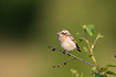 Newly fledged Whinchat