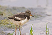 Downy young of Oystercatcher on tidal flat