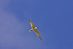Calling Gull-billed Tern overhead against blue sky