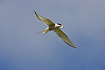 Flying Arctic Tern with fish in bill